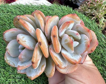Imported live rare succulent Echeveria  “ Milk Tea ” duo head
