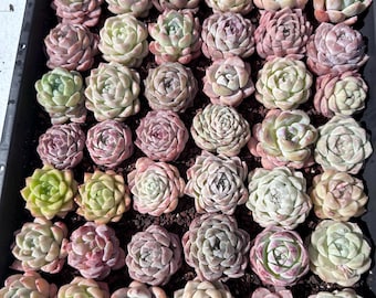 Imported live succulent colorful echeveria hybird mix