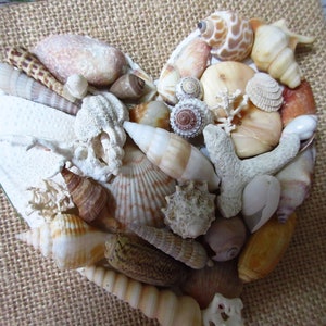 Könnte beinhalten: Eine herzförmige Anordnung verschiedener Muscheln in Weiß-, Braun- und Beigetönen, vor einem Hintergrund aus Sackleinen.