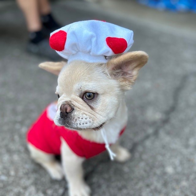 Goomba dog clearance costume