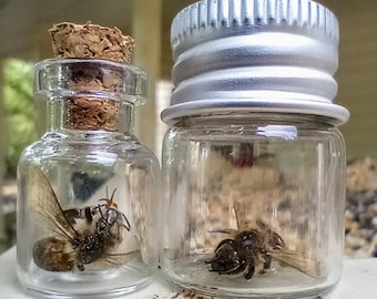 Preserved Bee in Glass Jar, Insect Oddity - Miniature Home Decor