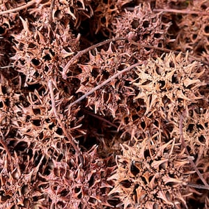 SWEET GUM BALLS| Witches Brew Pods| Home Decor| Bowl Fillers| Crafting|Gathered in Virginia