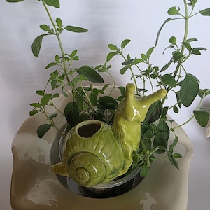 Puede incluir: Una maceta de cerámica en forma de caracol verde claro que contiene una pequeña planta con hojas verdes. El caracol está dentro de una maceta de cerámica más grande, de color blanquecino, con una forma orgánica inusual. Las hojas verdes de la planta contrastan.