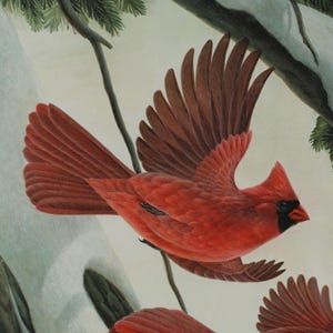 Vintage John Ruthven Signed and Numbered Framed Limited Edition Songbird Series Cardinal Richmondena Cardinalis image 3