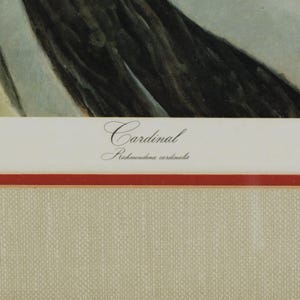 Vintage John Ruthven Signed and Numbered Framed Limited Edition Songbird Series Cardinal Richmondena Cardinalis image 9