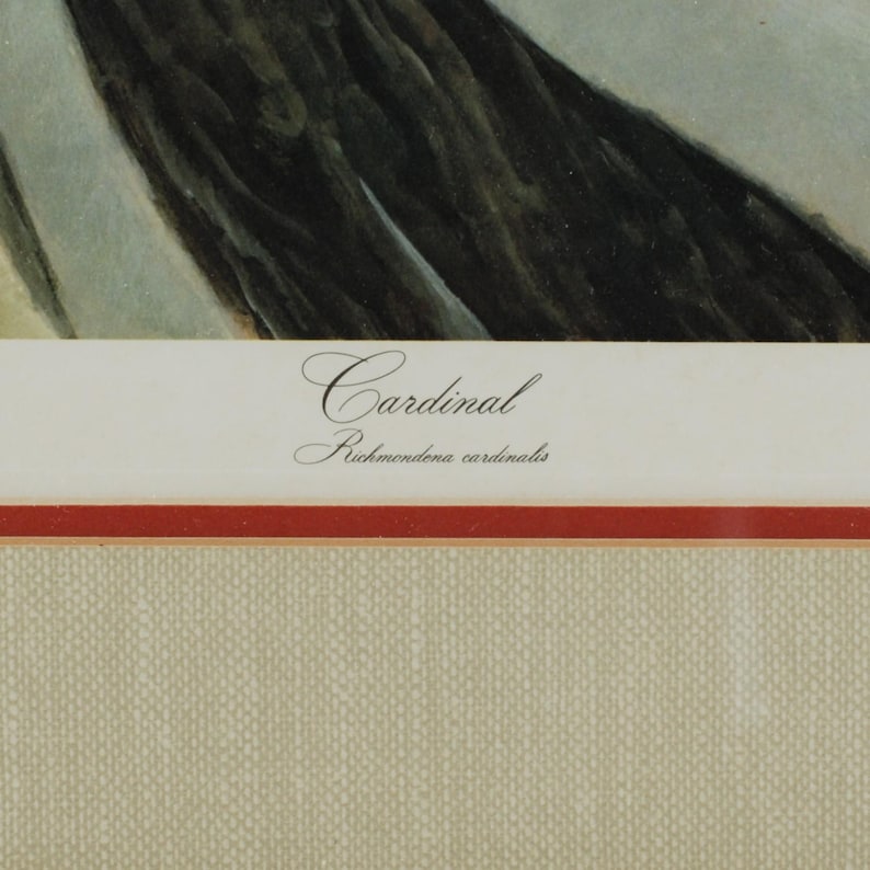 Vintage John Ruthven Signed and Numbered Framed Limited Edition Songbird Series Cardinal Richmondena Cardinalis image 9