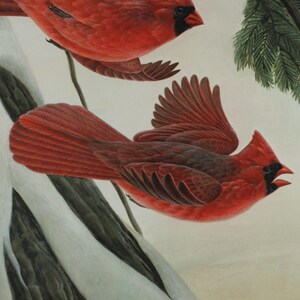 Vintage John Ruthven Signed and Numbered Framed Limited Edition Songbird Series Cardinal Richmondena Cardinalis image 4