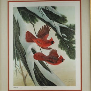 Vintage John Ruthven Signed and Numbered Framed Limited Edition Songbird Series Cardinal Richmondena Cardinalis image 2