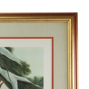 Vintage John Ruthven Signed and Numbered Framed Limited Edition Songbird Series Cardinal Richmondena Cardinalis image 6
