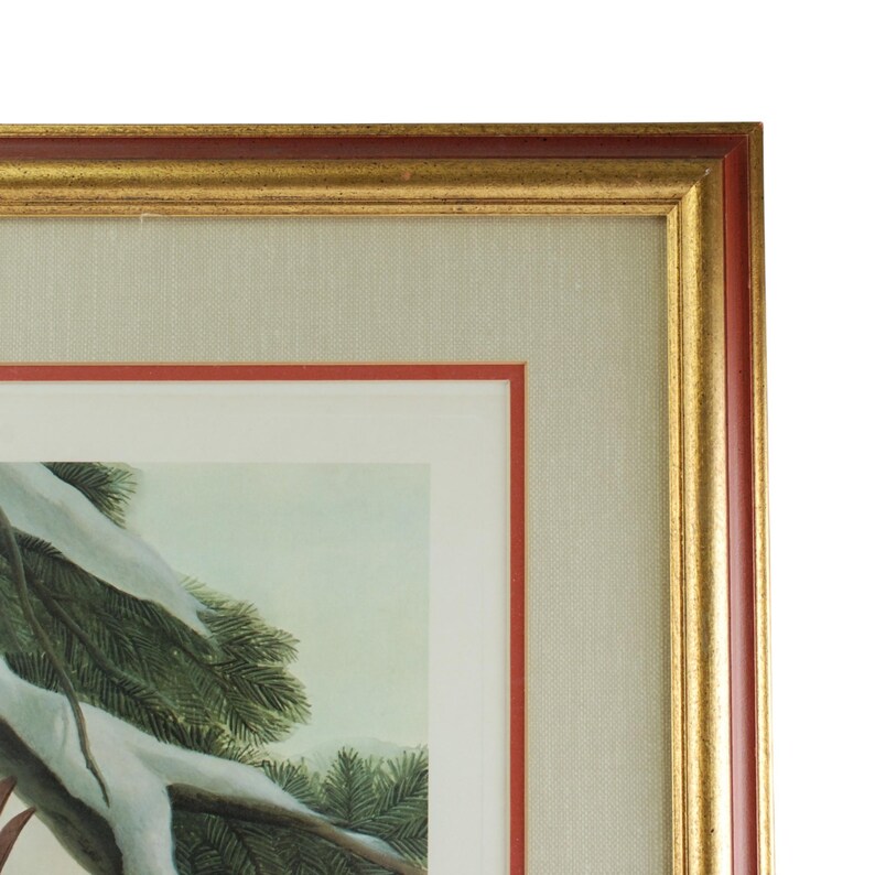 Vintage John Ruthven Signed and Numbered Framed Limited Edition Songbird Series Cardinal Richmondena Cardinalis image 6