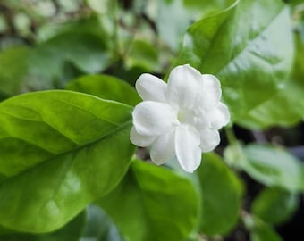 Jasmine Sambac 'Maid of Orleans' - Year-Round Blooming, Fragrant Arabian Jasmine Plant, Cuttings & Rooted Live Plant. Home of Tea Jasmine