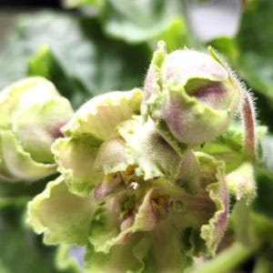 May include: A blooming African violet plant featuring ruffled, pale green and soft lavender petals. The flower buds are tightly closed with fuzzy textures, while the open blossoms reveal yellow centres and wavy, serrated petal edges.