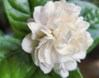 Jasmin Grand-Duc vivant - 3,5 po. - Rare jasmin sambac d'Arabie à double floraison - Plante vivante enracinée très parfumée - Thé au jasmin
