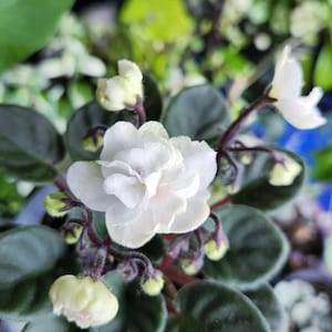 May include: A close-up shot of a white African violet flower with multiple layers of petals, set against dark green, velvety leaves. Unopened buds and other plants are visible in the background. The flower is in full bloom.