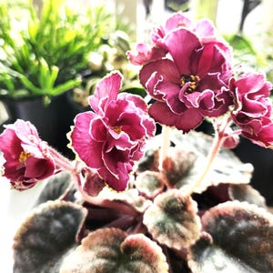 May include: A potted African violet plant featuring deep magenta, ruffled flowers with thin white edges. The plant has variegated, fuzzy, heart-shaped leaves with dark green centres and creamy white margins, growing in a dense, low-lying rosette formation.