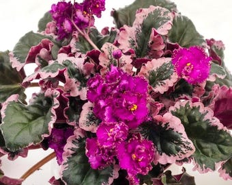Leaf Cuttings - Variegated African Violet "Apache Bow"  - Semi-double Red Frilled Flower/White EdgeDeep Purple Pansy Flowers, Standard