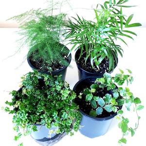 May include: Four potted plants with lush green leaves. The plants are in black plastic pots, set against a white backdrop. The plants include a fern-like variety, a palm-like plant, and two other leafy plants.