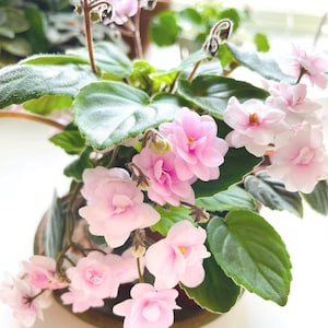Peut inclure: Gros plan d'une plante de violette africaine en pot, avec des fleurs roses délicates et des feuilles vertes luxuriantes. Les fleurs sont en pleine floraison. La plante est dans un pot marron, et l'image est bien éclairée.