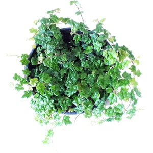 May include: Top-down view of a potted plant with small, bright green leaves. The plant is in a dark pot, and the leaves have a textured appearance. The plant is a houseplant.