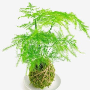 Kokedama with Live Plants – Angel Vine, Plumosa Fern, Asparagus Fern, Japanese Bonsai | Small Plant in a Moss Ball | Live Houseplant Gift