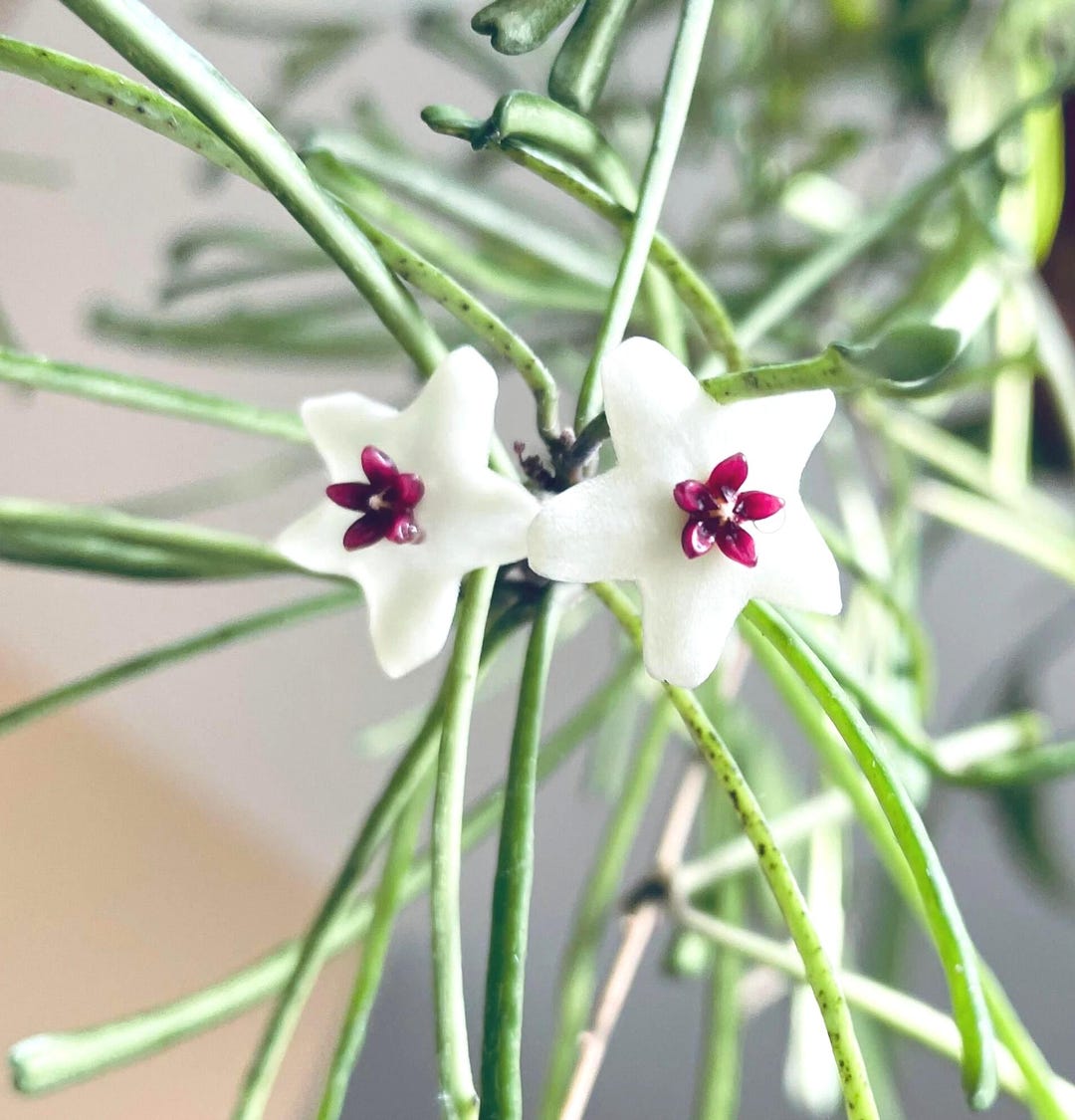 Hoya Retusa, Rare Hoya, Light Fresh Fragrance, Trailing Indoor Plant ...
