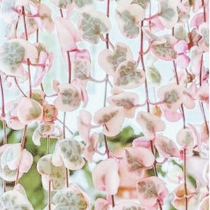 Puede incluir: Primer plano de una planta de cadena de corazones con hojas en forma de corazón. Las hojas son una mezcla de rosa, verde y blanco, con un patrón abigarrado. Los tallos de la planta son de color marrón rojizo y el fondo está borroso.