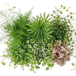 Angel Tears Plant - Etsy Canada