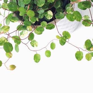 May include: Overhead shot of a houseplant with small, round, green leaves with yellow variegation. The plant has thin, reddish-brown stems and is potted in a white, textured pot. The background is white.