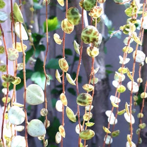 May include: Detailed view of a String of Turtles plant, displaying cascading stems adorned with small, rounded leaves patterned with green and yellow hues. The plant's intricate design is set against a soft backdrop, emphasising its distinctive texture.