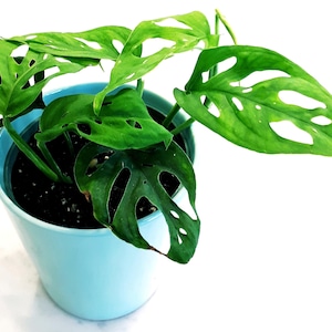May include: A Swiss cheese plant (Monstera adansonii) in a light blue ceramic pot. The plant features bright green leaves with distinctive holes, set against a white backdrop. The pot is a simple, modern design.