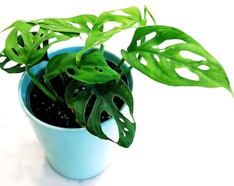 Monstera Adansonii Narrow Form, Swiss Cheese Vine Cuttings, Low Light Indoor Plant, Rooted and Unrooted, Rare Houseplant, Tropical Vine
