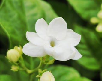 Jasmin Sambac « Maid of Orleans » - floraison toute l'année, jasmin d'Arabie parfumé, plante vivante enracinée et boutures, jasmin de thé