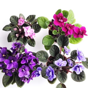 May include: Four potted African violet plants are shown from above. The flowers are various shades of pink, purple, and blue. The plants have dark green, oval leaves. The small pots are brown, set against a white background.