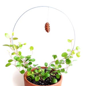 Könnte beinhalten: Eine Topfpflanze mit kleinen, runden grünen Blättern und einem Metallring-Rankgerüst. Ein kleiner, brauner Tannenzapfen hängt von der Mitte des Rings. Der Terrakotta-Topf steht vor einem weißen Hintergrund.