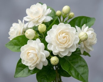 Jasmin Grand-Duc vivant - 3,5 po. - Rare jasmin sambac d'Arabie à double floraison - Plante vivante enracinée très parfumée - Thé au jasmin