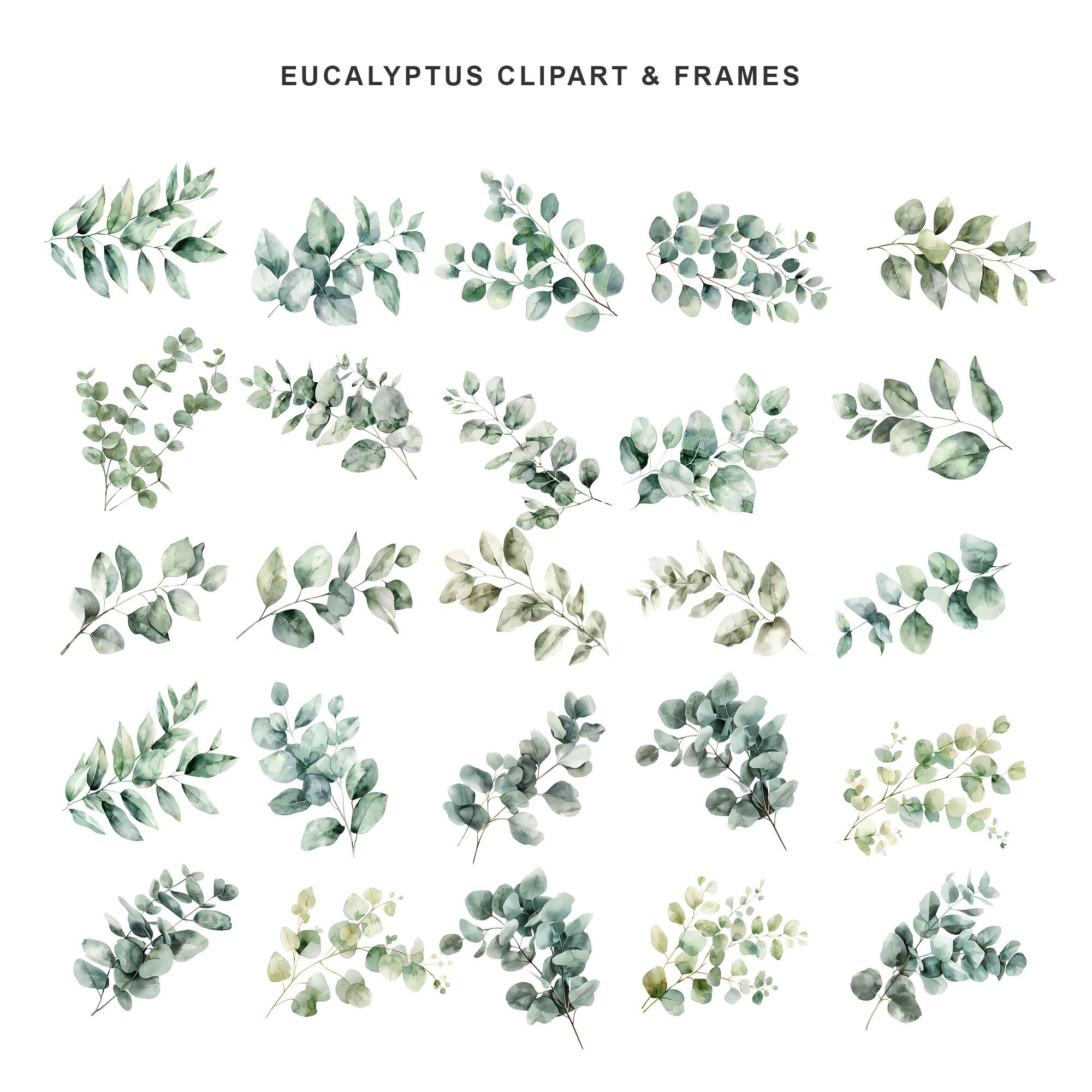 Watercolor Eucalyptus Clipart Bundle, Greenery Wreaths, Frames (PNG ...