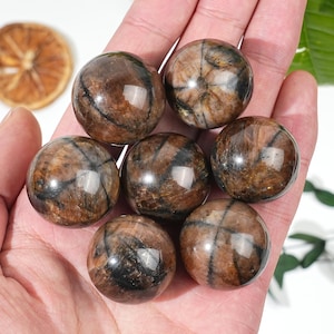 May include: Seven polished brown and black star-shaped gemstone spheres. The spheres have a glossy finish and are held in a hand. The gemstones have a cross-like pattern.