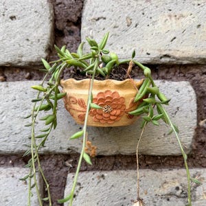 May include: A small, round, tan-colored ceramic planter with a scalloped rim and a raised, textured floral design on the front. The planter contains a trailing succulent plant with long, thin, green, bean-shaped leaves hanging over the sides.