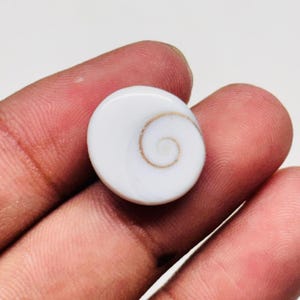 May include: A small, circular Shiva eye shell, also known as an operculum, featuring a smooth, polished white surface with a distinct, natural brown spiral pattern centred on one side. The object is round and has a flat, disc-like appearance.