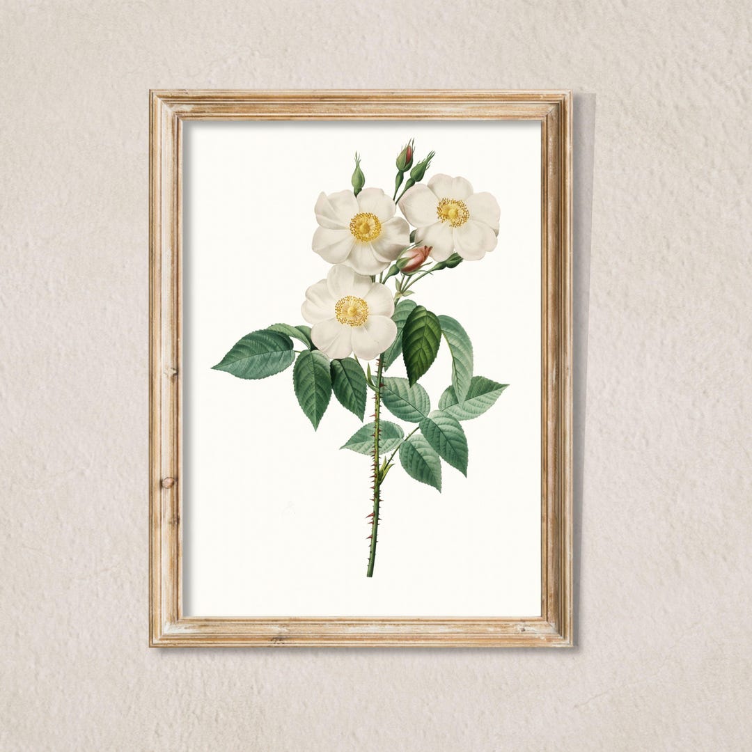 Vintage White Rose Botanical Wall Art Printable , Antique Floral ...