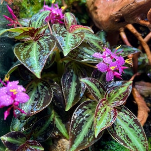 Peut inclure: Une plante aux feuilles pointues vert foncé avec des motifs marbrés vert argenté et des revers pourpres. La plante présente des grappes de petites fleurs magenta éclatantes aux étamines jaune vif, le tout couvert de gouttelettes d'eau.