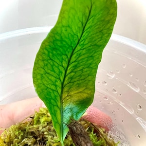 Op de afbeelding: Een enkel groen blad met een prominente centrale nerf en een zichtbaar netwerk van aderen, ontspruitend uit een bruine, getextureerde wortelstok in een bed van groen veenmos in een doorzichtige plastic container met condensdruppels.