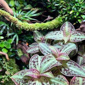 Op de afbeelding: Een terrarium met een Tradescantia zebrina plant met paars en groen gevlekte bladeren, geplaatst tussen diverse kleine groene bladeren, met mos bedekte takken en stukken drijfhout, wat zorgt voor een dicht en gelaagd botanisch arrangement.