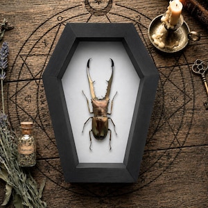May include: A preserved stag beetle with a metallic bronze and brown exoskeleton displayed inside a black, coffin-shaped wooden frame with a white backing. The insect features long, serrated mandibles and six thin, jointed legs positioned symmetrically.