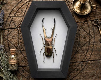Real Metallic Stag Beetle Coffin Frame, Dark Academia Decor, Insect Taxidermy Display, Gothic Wall Art, Curiosity Cabinet