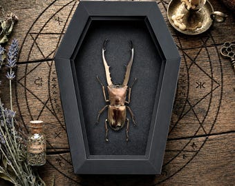 Real Metallic Stag Beetle Coffin Frame, Dark Academia Decor, Insect Taxidermy Art, Gothic Shadow Box, Curiosity Cabinet