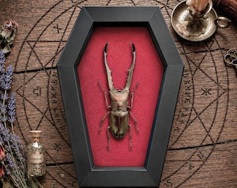 Real Metallic Stag Beetle Coffin Frame, Insect Taxidermy, Shadow Box Display, Gothic Wall Decor, Halloween Gift