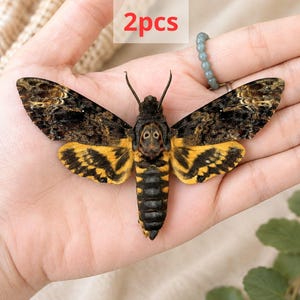 May include: A death's-head hawkmoth specimen with dark brown and black patterned wings, a yellow and black striped abdomen, and a skull-like marking on the thorax. The moth is displayed with the text 2pcs printed above it in red.