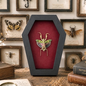 May include: A coffin-shaped display frame with a black border and deep red velvet backing, containing a preserved green and brown mantis. The frame is surrounded by several smaller rectangular frames featuring various pinned insects.