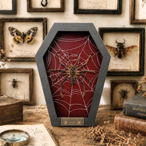 May include: A preserved giant tarantula spider from Vietnam displayed inside a dark gray coffin-shaped shadow box with a red background featuring a white spiderweb pattern and a small metal plaque at the bottom identifying the specimen.
